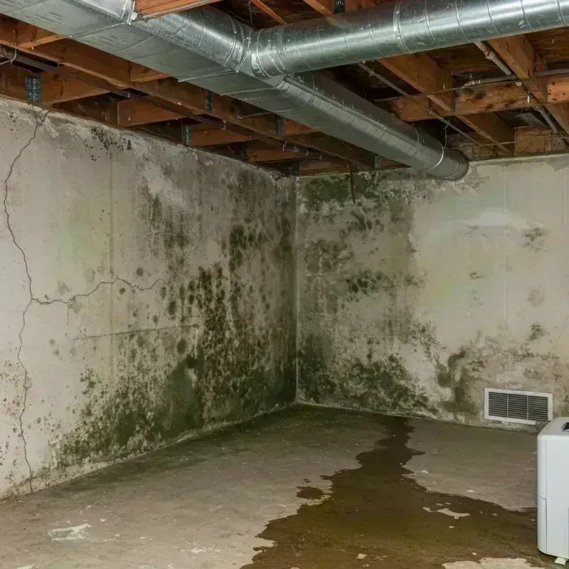 Professional Mold Removal in Lauderhill, FL